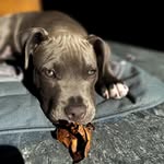 ⚜️🐾𝐵𝐸𝑁𝑁𝑌🐾⚜️ - @benny_boss._ - Instagram