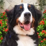 Benny Boss Monaly - @bennyy_bernese - Instagram