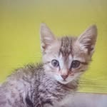 maau 😺🖤❤️ - @benny._.boss - Instagram