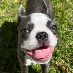 Benicio - @benny_the_bostie - Instagram