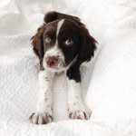 Benjamin “Benny” the Springer - @benny_in_boston - Instagram