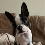 Benny 🐶 - @bennytheboston2020 - Instagram