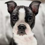 Benny - @benny_bostonterrier - Instagram