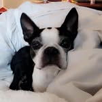 Benny - @benny_the_boston - Instagram