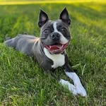 Benny - @bennybooptheboston - Instagram