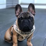 Benny - @bennybostonfrenchie - Instagram