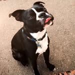 🐾Benny The Boston🐾 - @bennythe_boston - Instagram