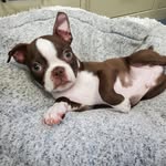 Benny the Boston - @bennybosty - Instagram