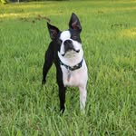 Benny The Boston - @benny.theboston - Instagram