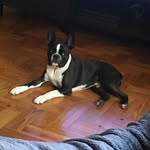 Benny_the Boston 🐾 - @benny_boston_pt - Instagram