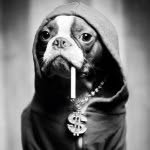 Benny The Boston Terrier - @bennybostonterrier - Instagram