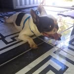 @bennybostonterrier17 - Instagram