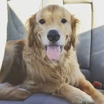 BentleytheGolden - @bennybost - Instagram