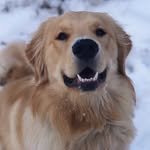 Benny Boyce - @goldenboybenny28 - Instagram