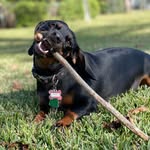 Benny Boyd - @bennythamini - Instagram