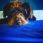 Hund:Benny - @benny_boydog - Instagram