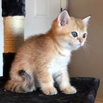 Benny The Britt - @benny_the_britt - Instagram