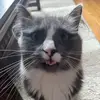 Benny Brown - @bennythacat - TikTok