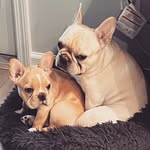 Benny & Bruce - @frenchies_benny_bruce - Instagram