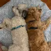 Benny & Bruce - @themagioydogs - TikTok
