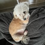 Benny 🔥😃‼️ - @bennybunches_of_oats - Instagram