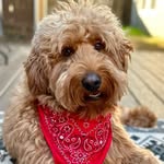 Benny - @abunchofbenny - Instagram