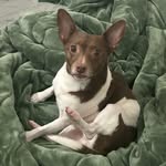 Benny🤎🤍 - @thebennybunches - Instagram