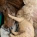 Poodle babies The Benny Bunch Pets - Facebook