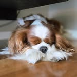 Benny - @benny_cavalier_king_charles - Instagram