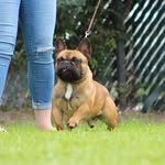 Benny Chavez - @bullyshows - Instagram