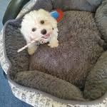 Benny G the Bichon - @bennyg_the_dodger_puppy - Instagram