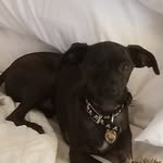 Benny Grant-Johnson - @bennythedogspage - Instagram