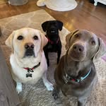 GRANT + WINSTON + BENNY - @grant.winston.benny_colorado - Instagram
