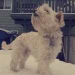 Benny Gregory Barlew - @benny_the_maltipoo2 - Instagram