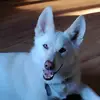 benny_d_husky - @benny_d_husky - TikTok