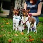 🐾 Benny & Kim🐾 - @bennykimfox - Instagram