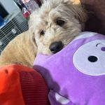 Benny Love Bug - @bennylovebug - Instagram
