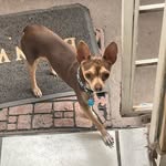 Benny Ramos (Calicho’s CUU) - @slickchihuahua17 - Instagram