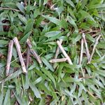 Benson Chang - @zulmanhaizad - Instagram