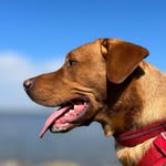 Benson . Fox Red Labrador 🐾💚 - @benson.foxredlab - Instagram