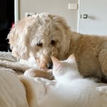 Benson, Basil & Fox - @thefloofy_trio - Instagram