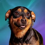 Benson Hamm 🐾 - @benson.hamm - Instagram
