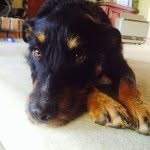 Im A Rottweiler I Dont Bite👄 - @bensonhamilton123 - Instagram