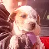 puppy love ❤️ - @bensonhart01 - TikTok
