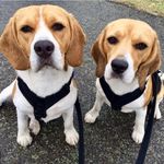 Benson & Hedges - @benson_and_hedges_beagles - Instagram