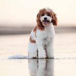 Benson Hedges - @bensonhedges.cavoodle - Instagram