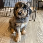Benson Henderson 🐾 - @bensonthebernie - Instagram