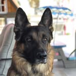 Charlie Benson Holmes Ramirez - @iamcharliethegsd - Instagram