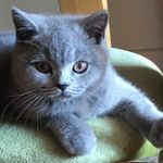 Benson Howard Beard - @dont_follow_me_benson - Instagram