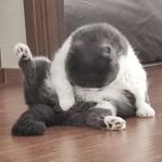 Beisong - @benson_la_potato - Instagram